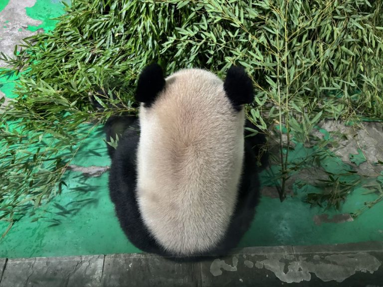 上海動物園のゴウヒンさんそっくりなパンダ
